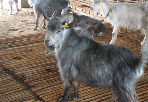 青山羊價(jià)格.jpg